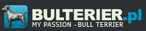 Bulterier.pl - My passion – bull terrier